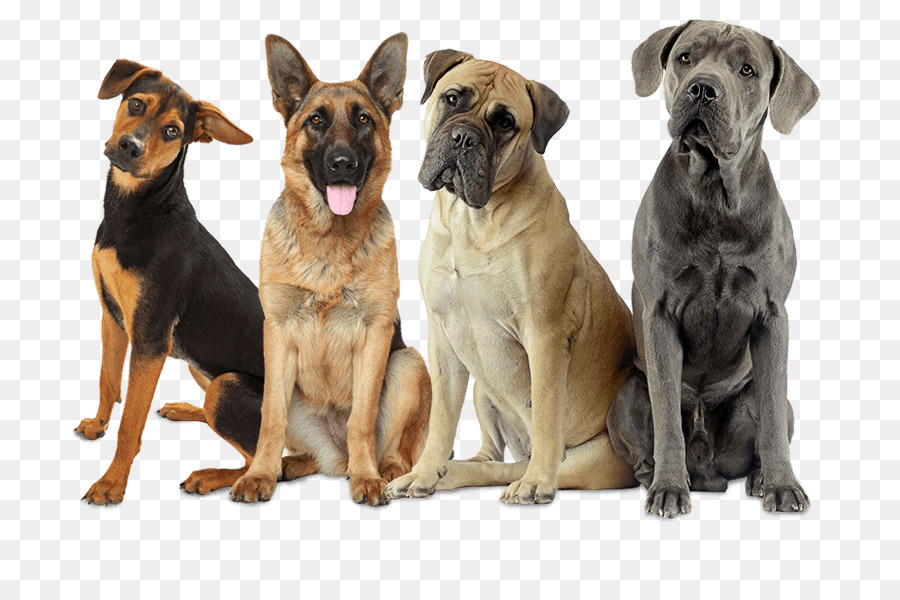 Cane Corso，Bullmastiff PNG