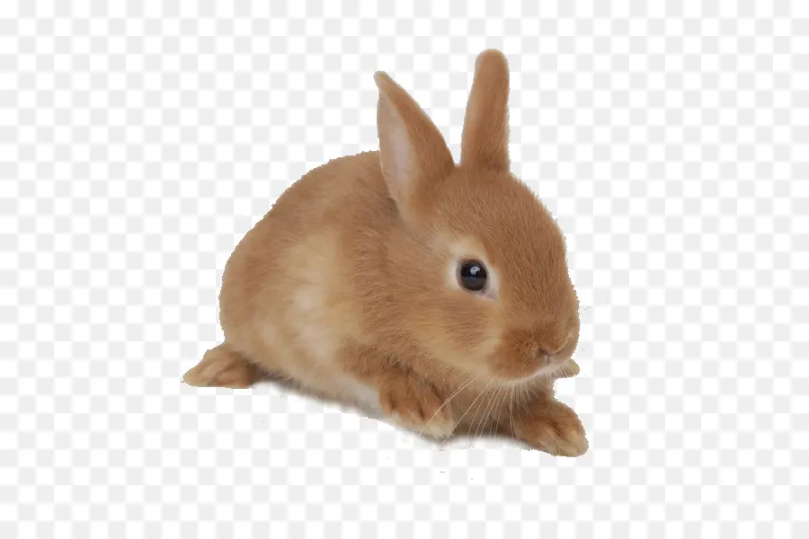 Conejo，Conejito PNG