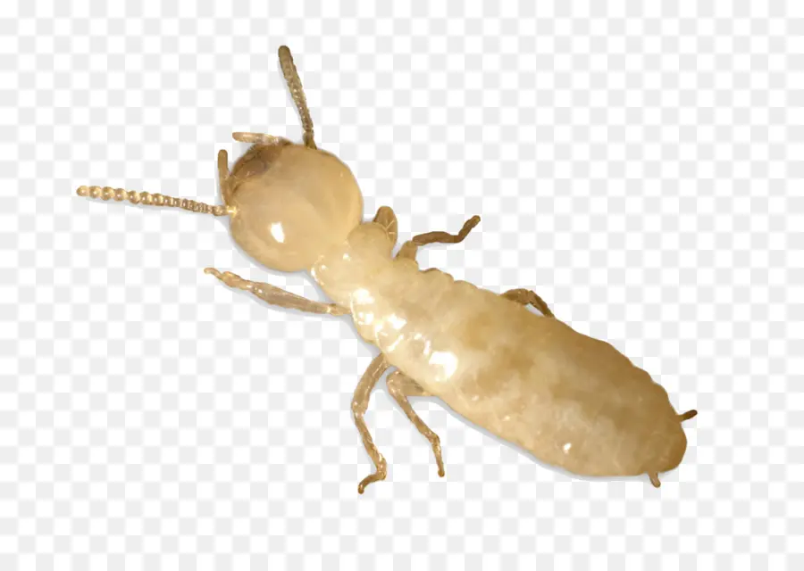 Oriental De Termitas Subterráneas，Ant PNG