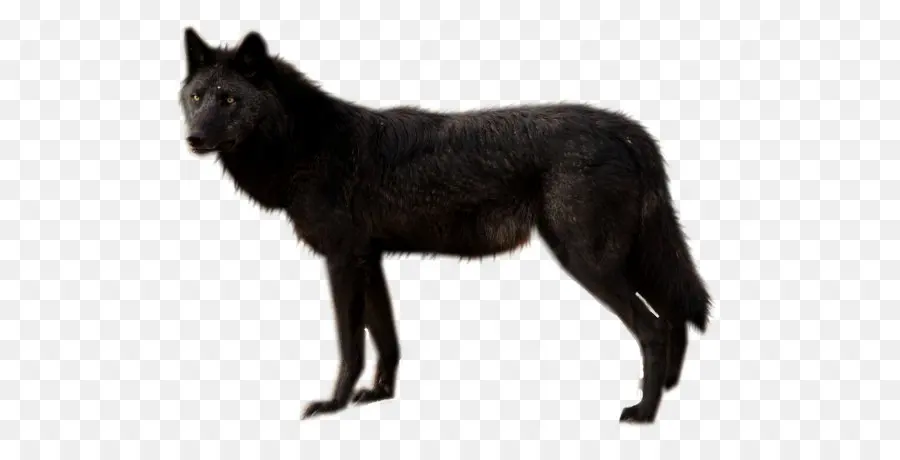 Perro，Lobo Negro PNG