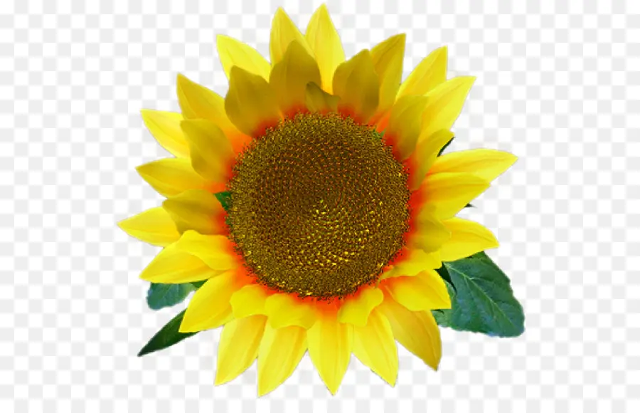 Común De Girasol，Fondo De Escritorio PNG