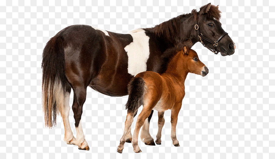 Potros，Caballos PNG