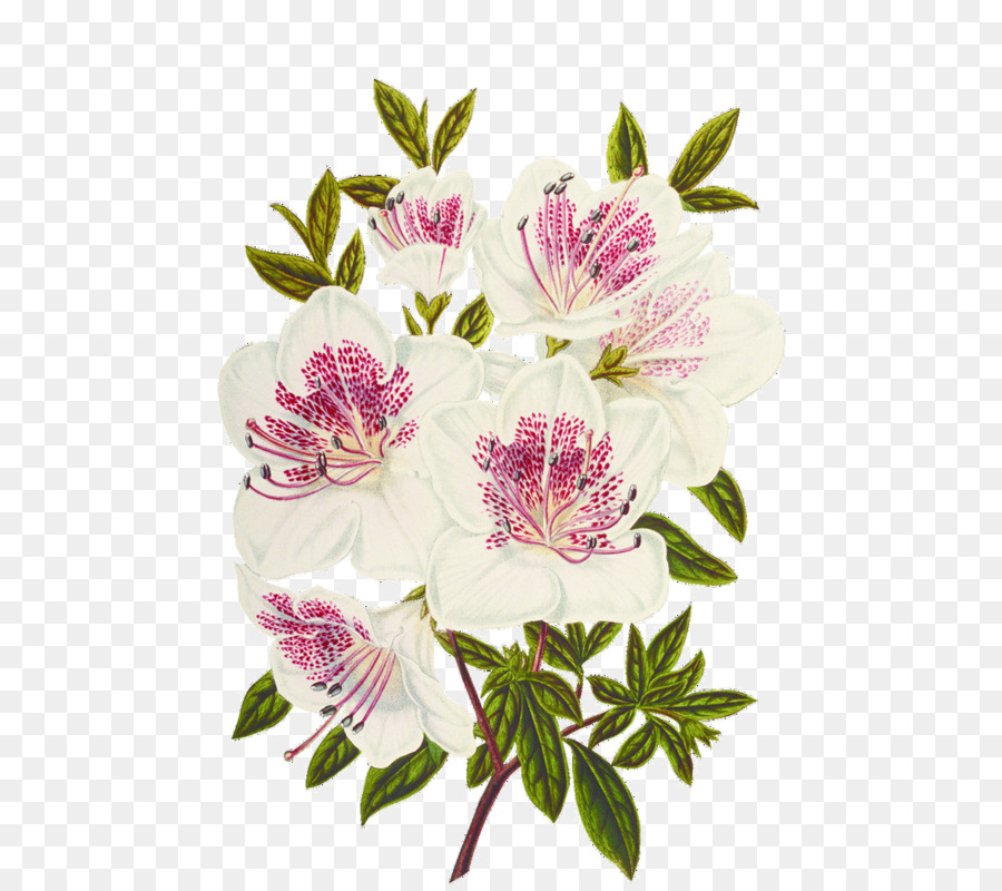 Flores Blancas，Botánico PNG