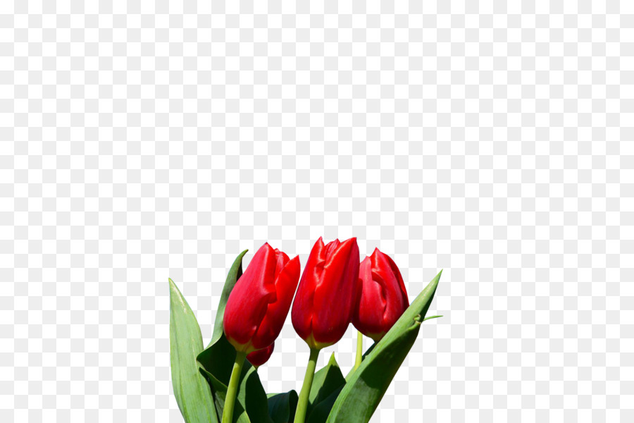 Tulipán，Planta PNG