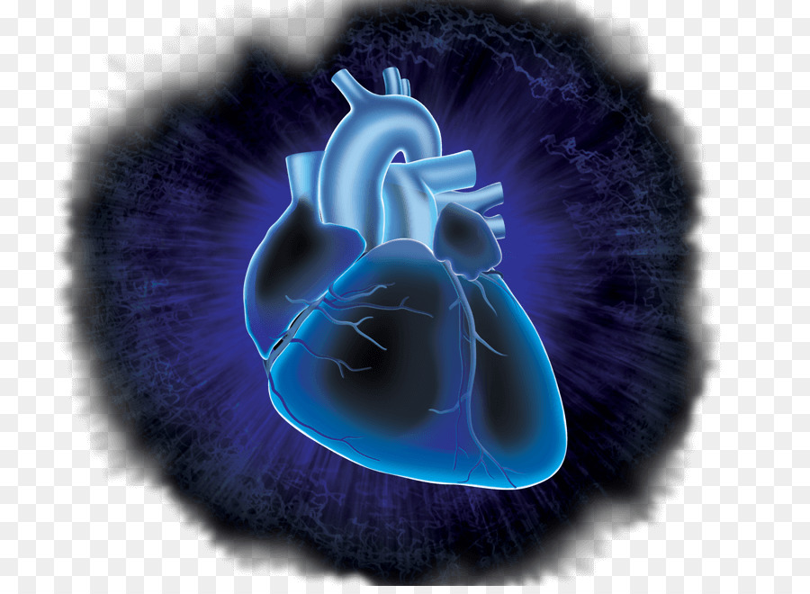 Sistema Circulatorio，La Investigación Cardiovascular PNG