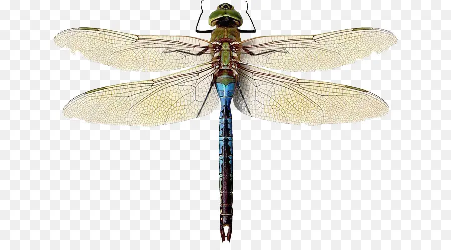 Los Insectos，Verde Darner PNG