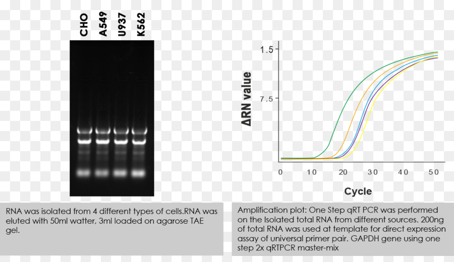 La Extracción De Rna，Celular PNG