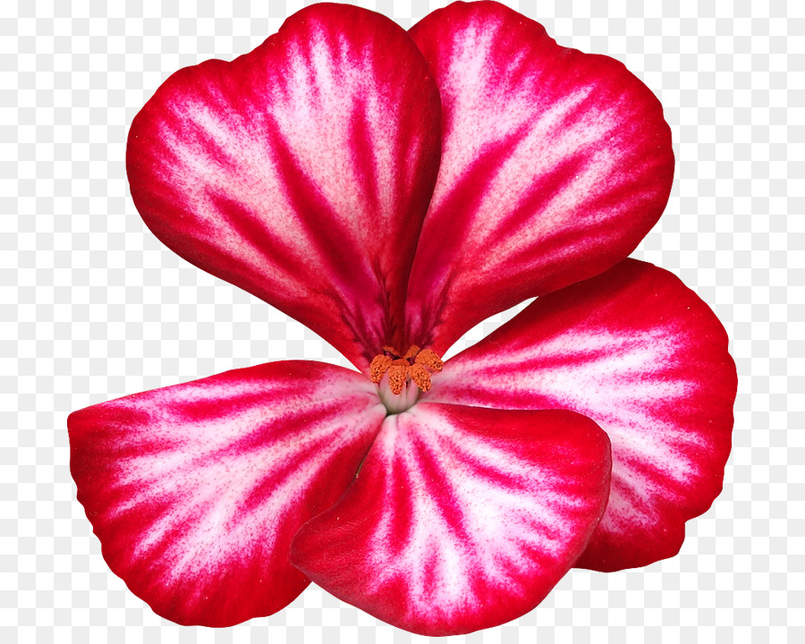 Hibiscus，Flor PNG