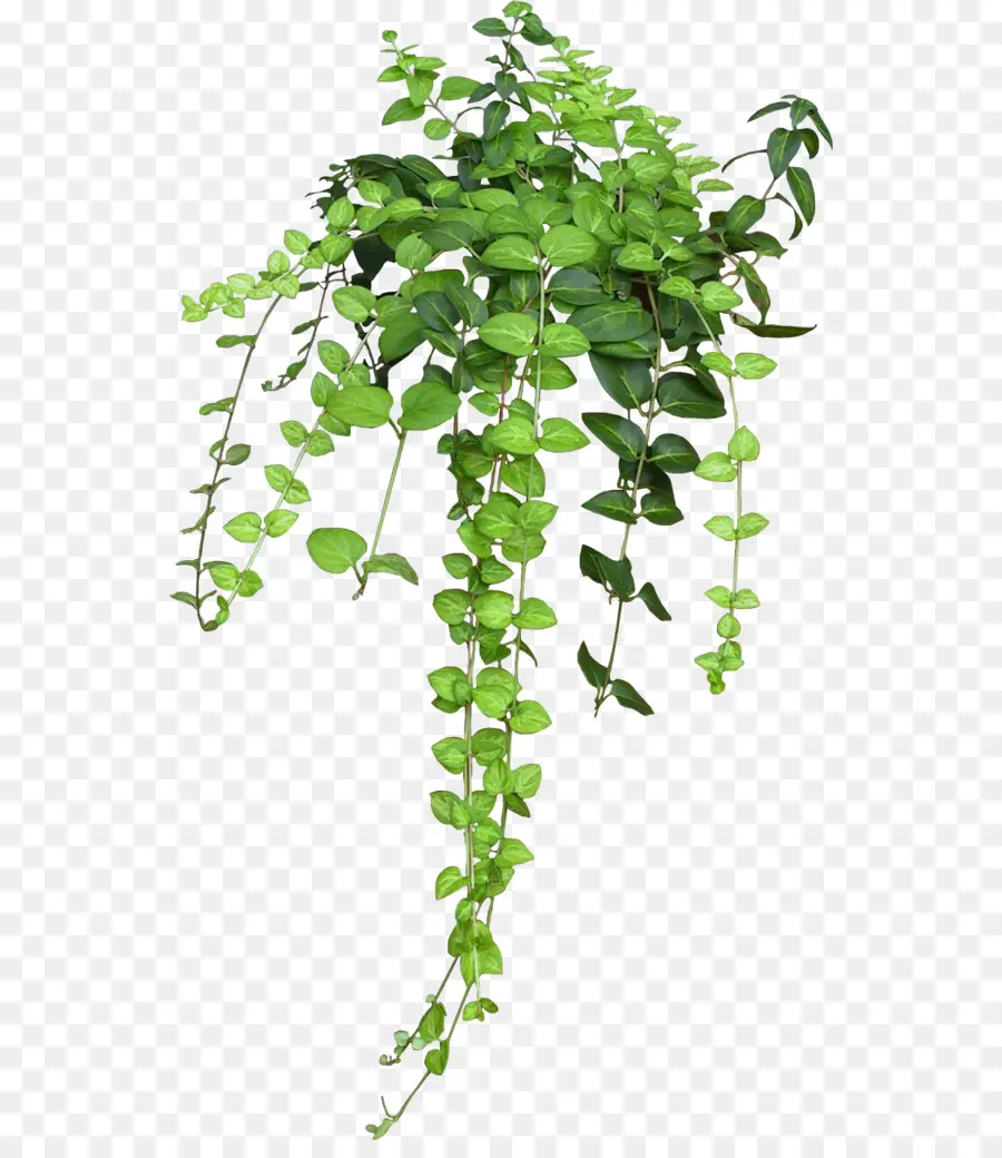 Maceta，Planta De Interior PNG