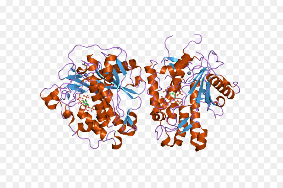 Estructura Proteica，Molécula PNG