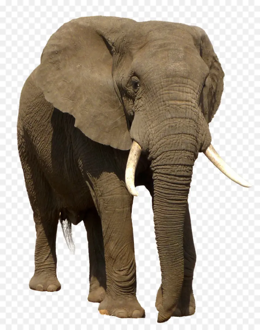 Elefante Africano De Sabana，Elefante PNG