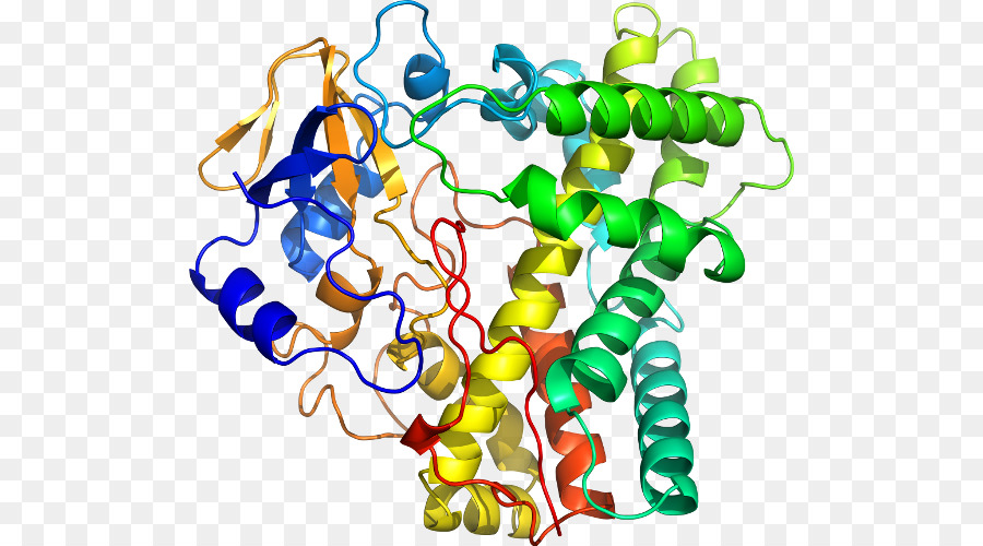 Proteína，Molécula PNG