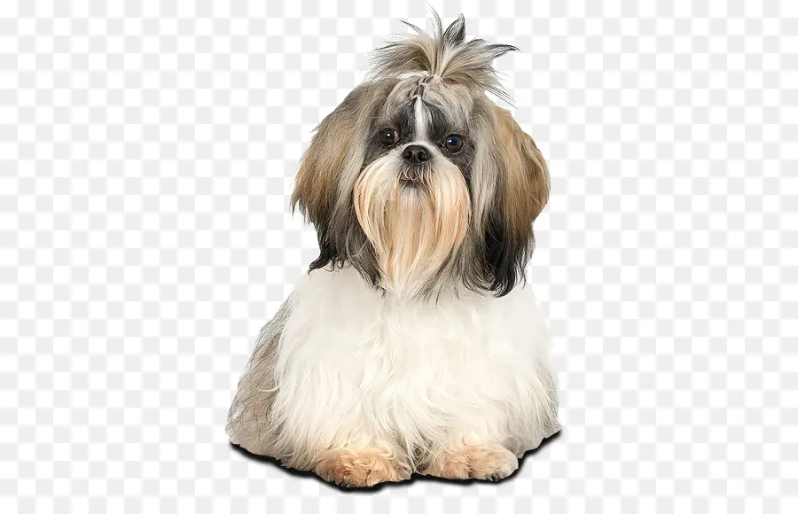 Shih Tzu，El Lhasa Apso PNG