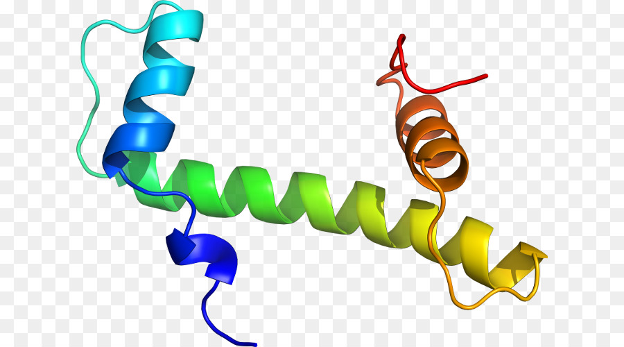 Estructura Del Adn，Genética PNG