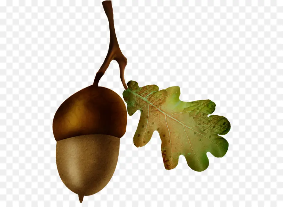 Bellota，Hoja De Roble PNG