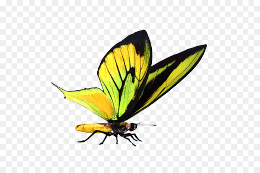 Mariposa，Iconos De Equipo PNG