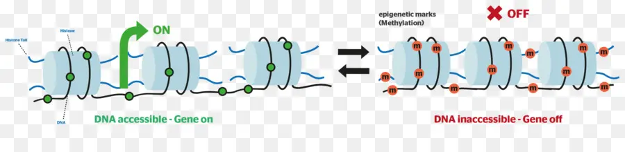 Epigenética，Adn PNG