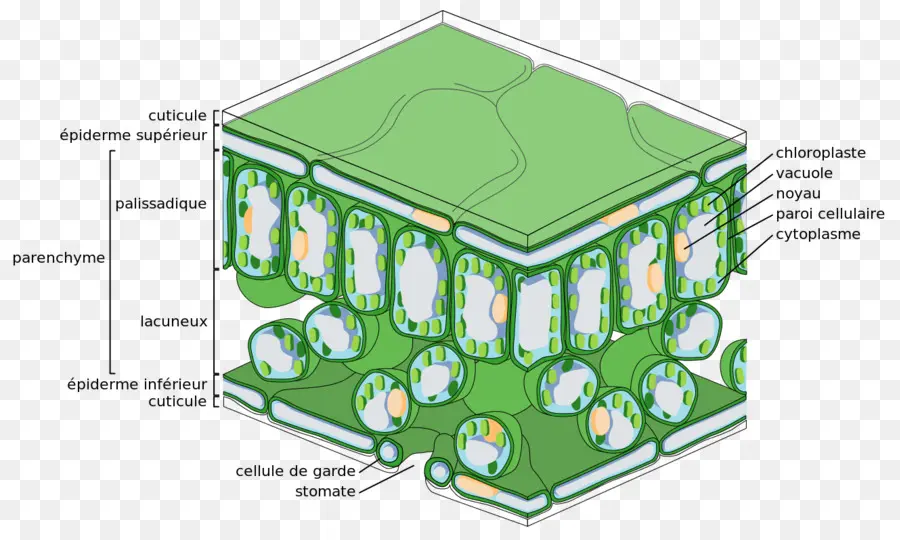 La Epidermis，La Empalizada De Células PNG