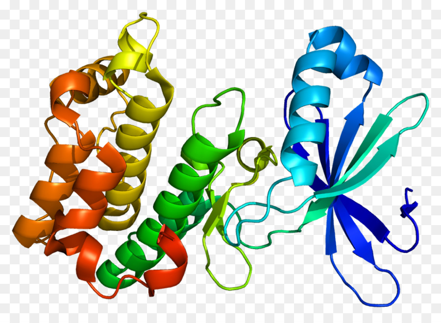 Proteína Quinasa Ampactivada，Proteína Quinasa PNG