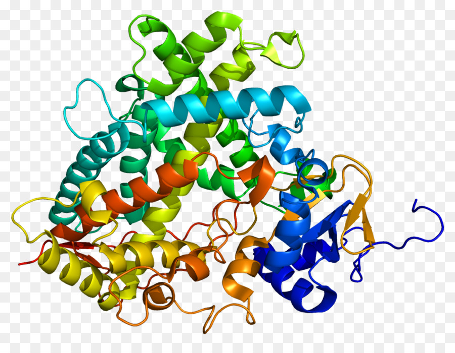 Estructura De La Proteína，Molécula PNG