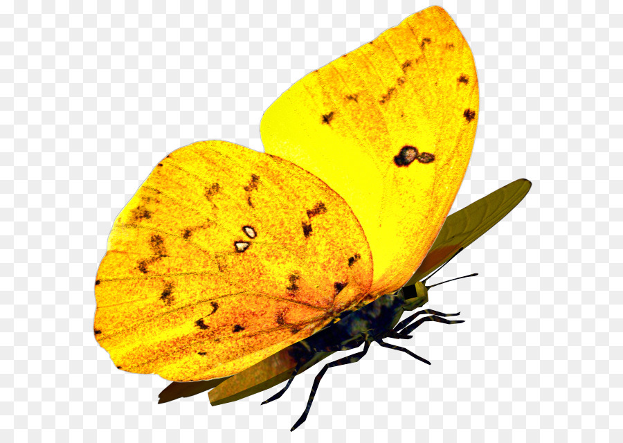 Mariposa Amarilla，Hoja PNG