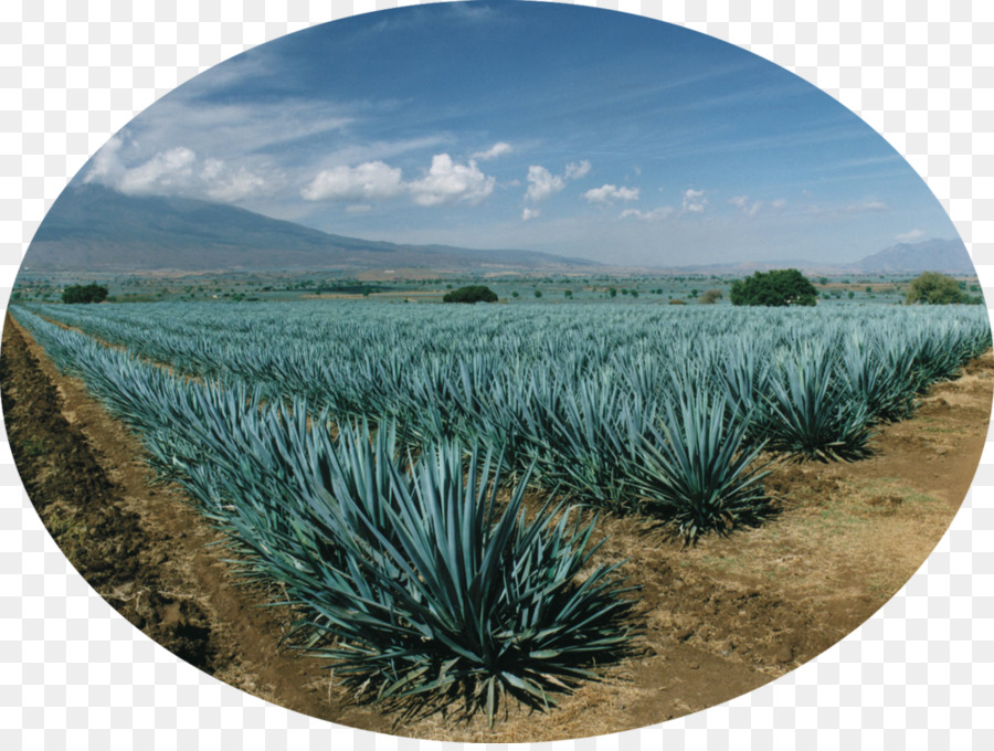 Tequila，Mezcal PNG