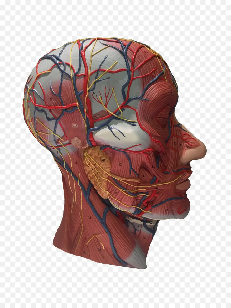 Anatomía，La Anatomía Facial Diseccionar E Inyectar Curso PNG