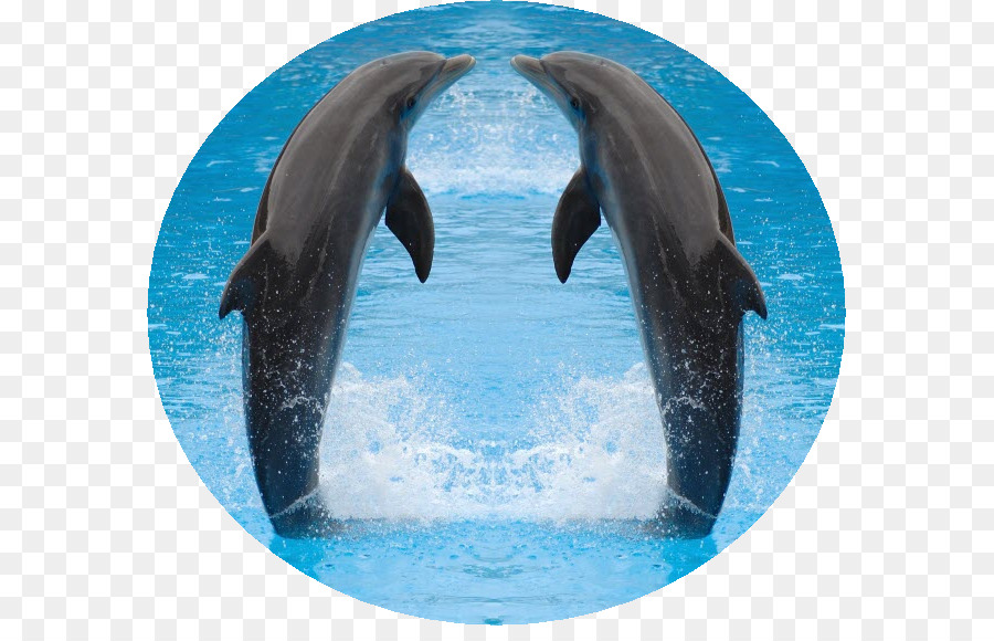 Común Delfín Nariz De Botella，Dolphin PNG
