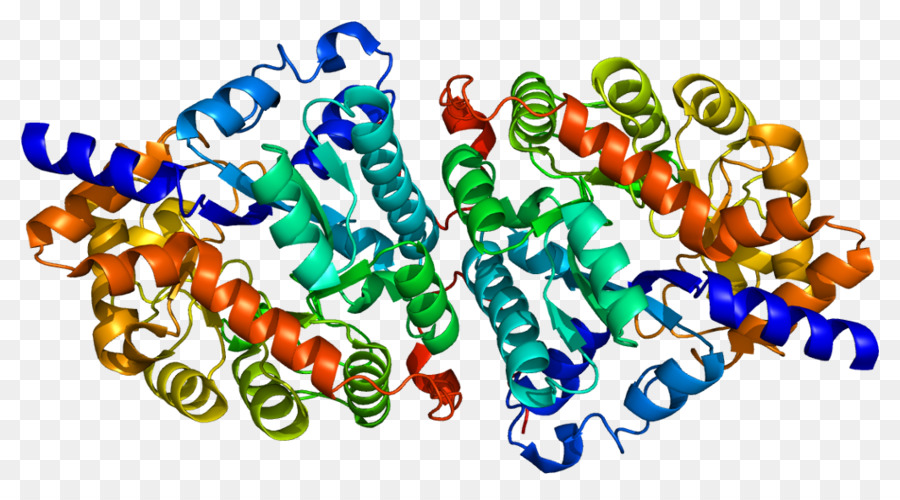 Estructura De La Proteína，Molécula PNG