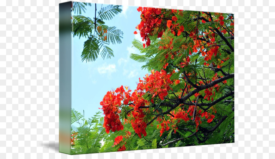 Hawaii，Royal Poinciana PNG