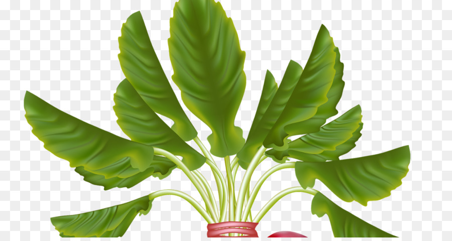 Daikon，Vegetal PNG