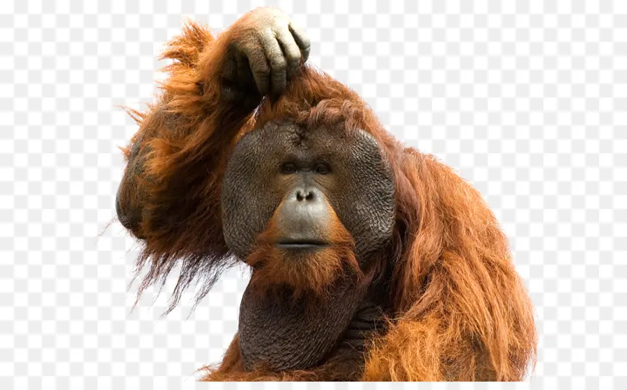 Ape，Orangután De Sumatra PNG