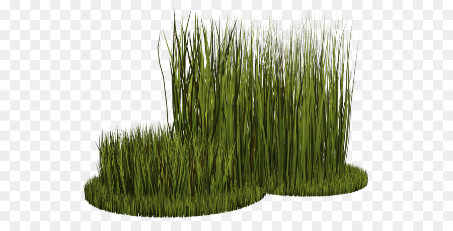 Wheatgrass，Vetiver PNG