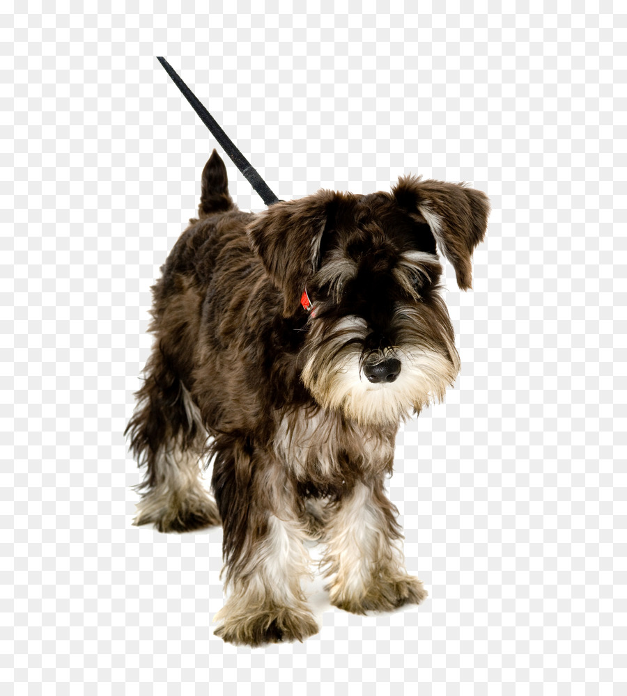 Cuidado De Mascotas，Cachorro PNG