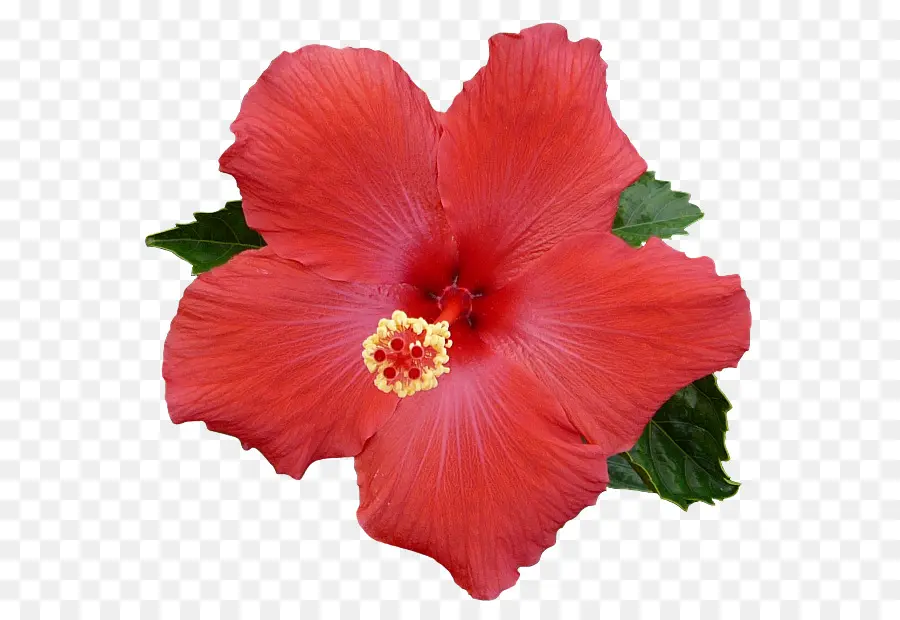 Hibisco，Rosa PNG