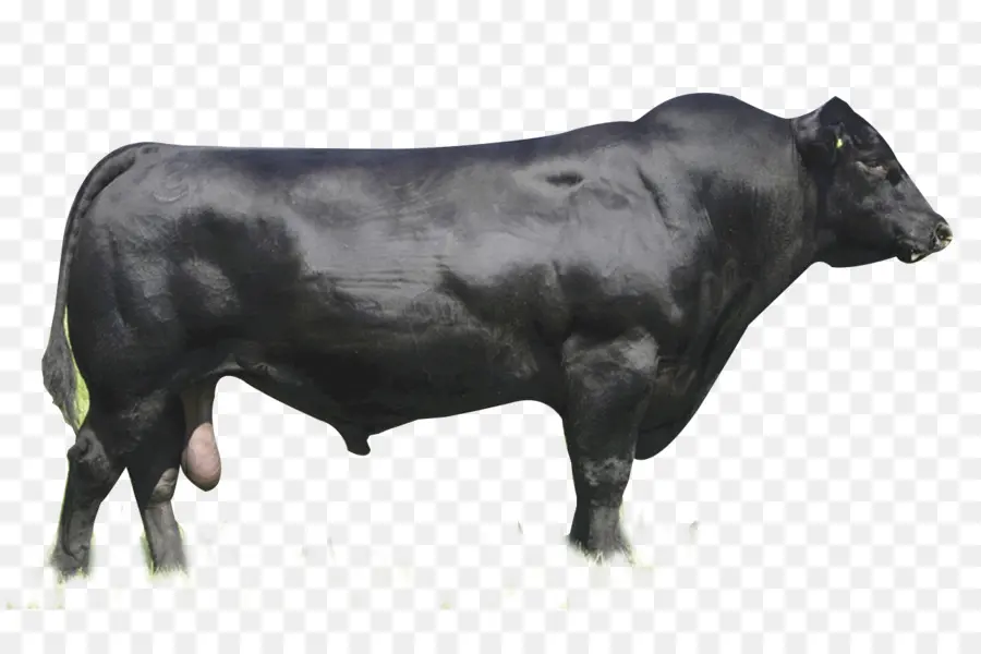 Ganado Angus，Brangus PNG