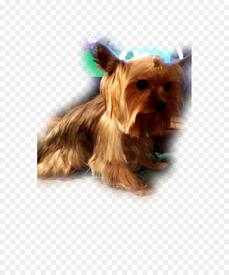 Yorkshire Terrier，Australian Silky Terrier PNG