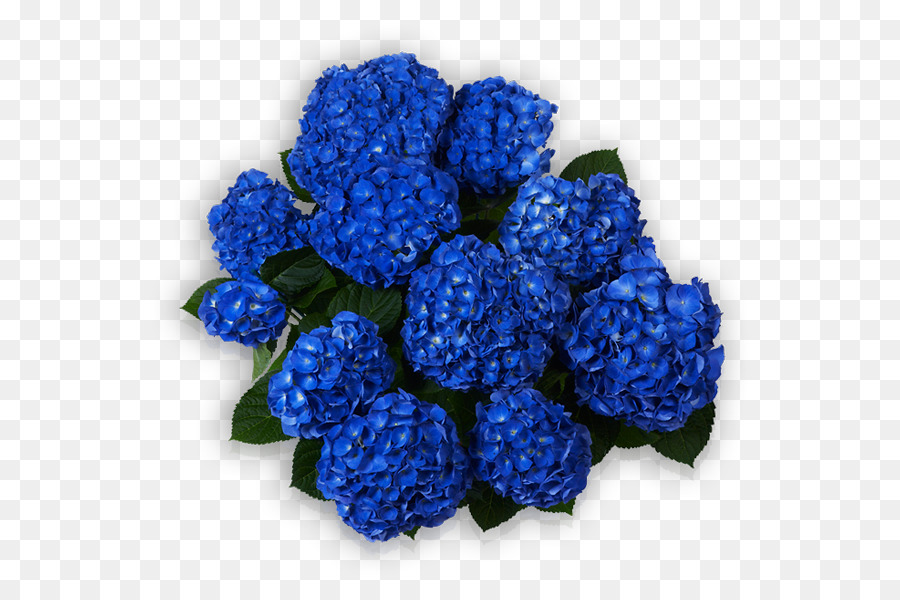 Hortensia，Azul PNG