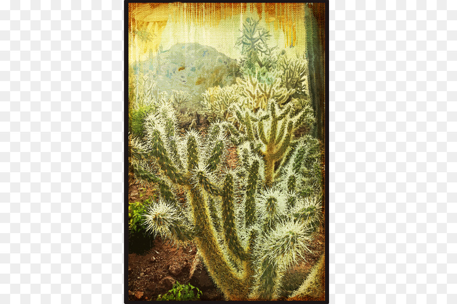 Cactaceae，Cuadro PNG