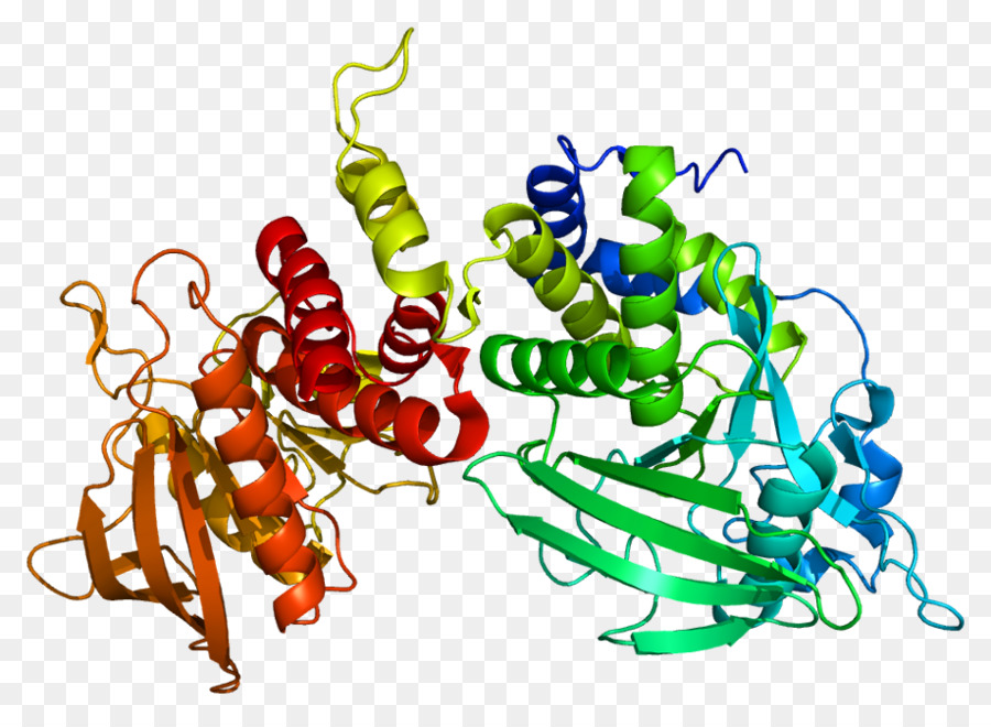 Estructura De La Proteína，Molécula PNG