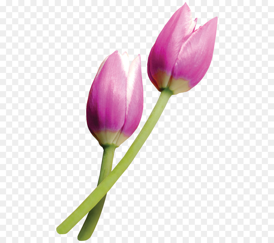 Tulipa Clusiana，Flor PNG
