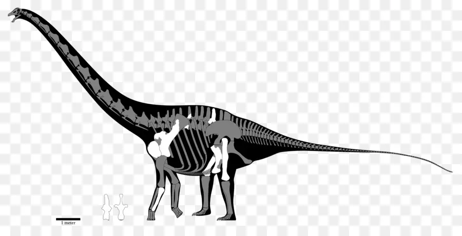 Amphicoelias，Dinosaurio De Tamaño PNG