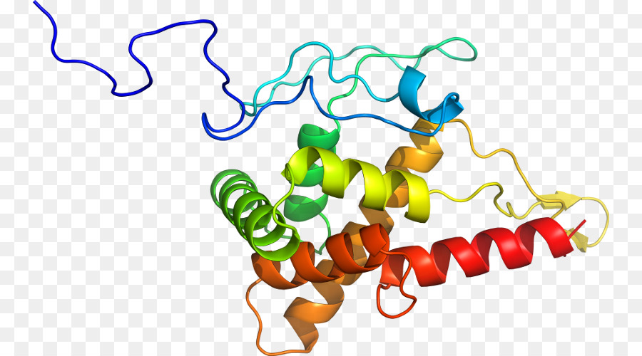 Estructura De La Proteína，Biología PNG