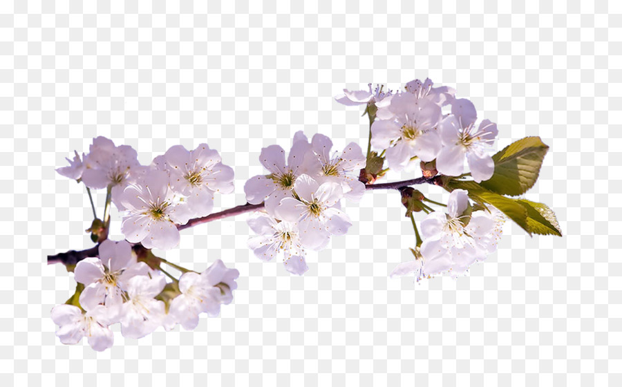 La Primavera，De Los Cerezos En Flor PNG