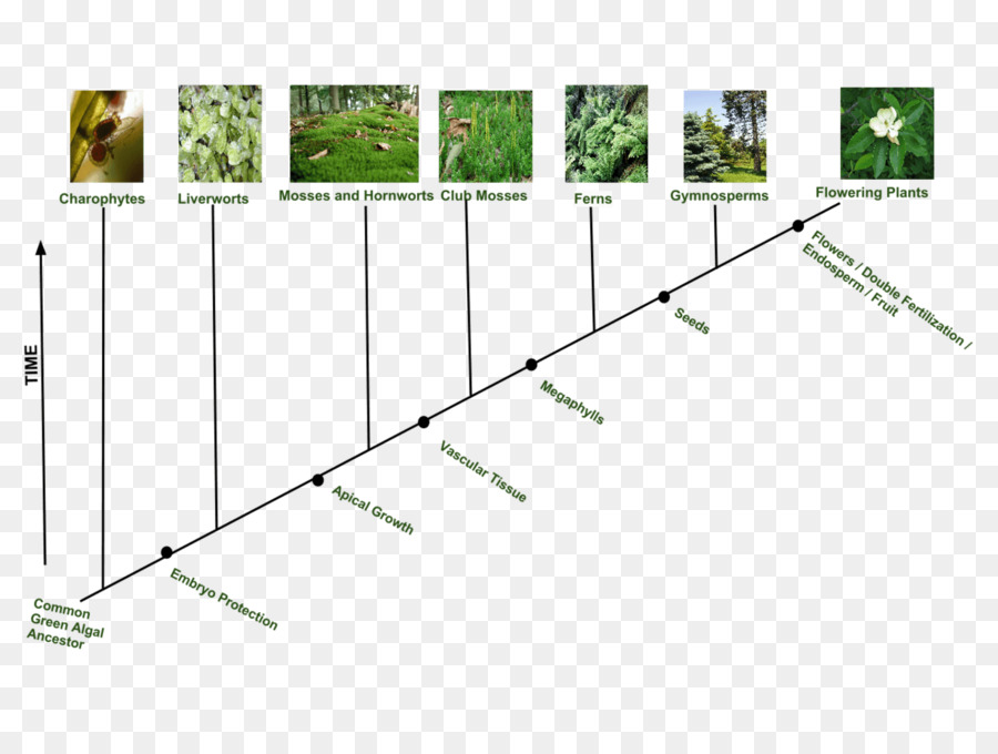 Evolución De Las Plantas，Línea De Tiempo PNG