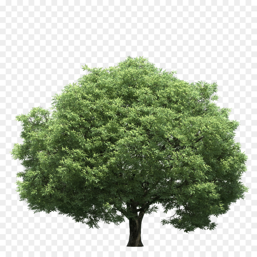 La Luz，árbol PNG