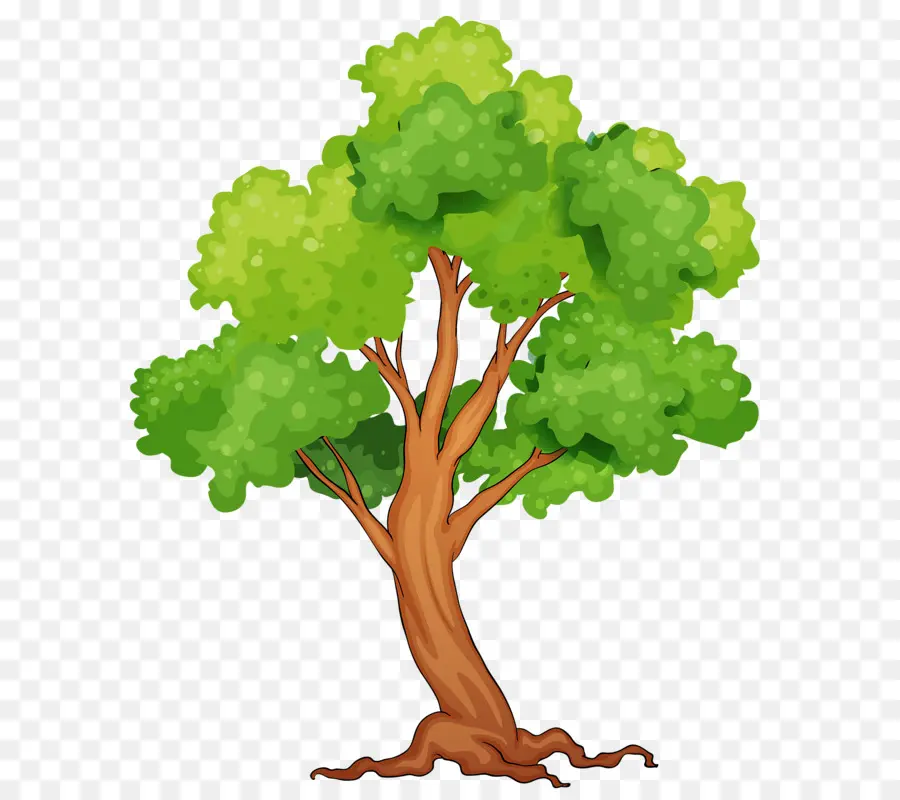 La Selva，árbol PNG