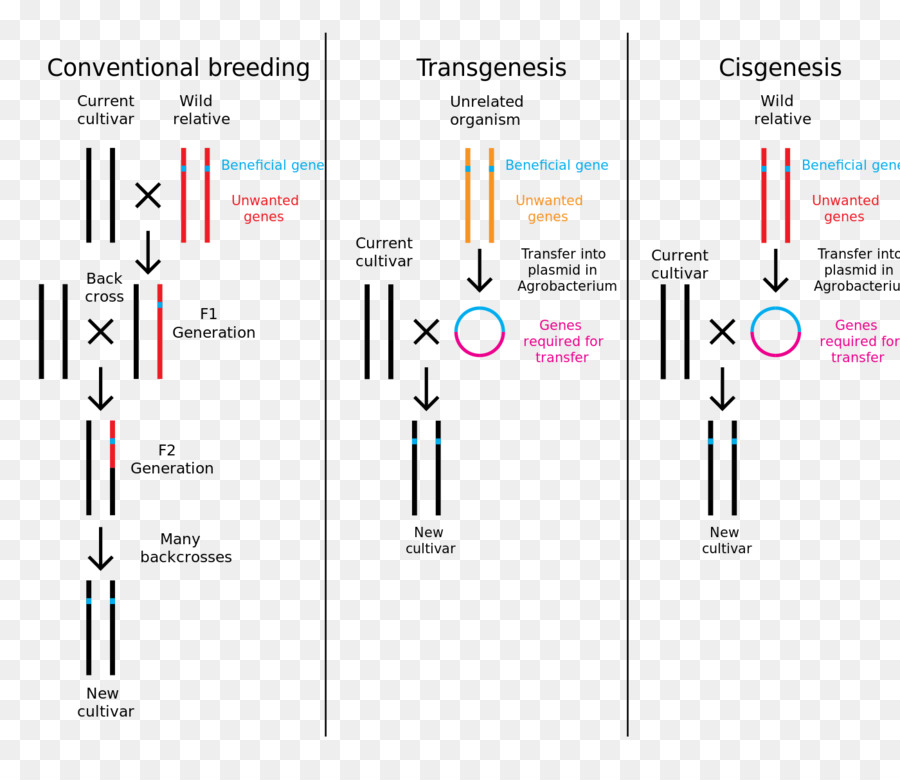 Cisgenesis，La Ingeniería Genética PNG