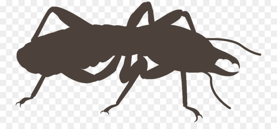 Cucaracha，Insecto PNG