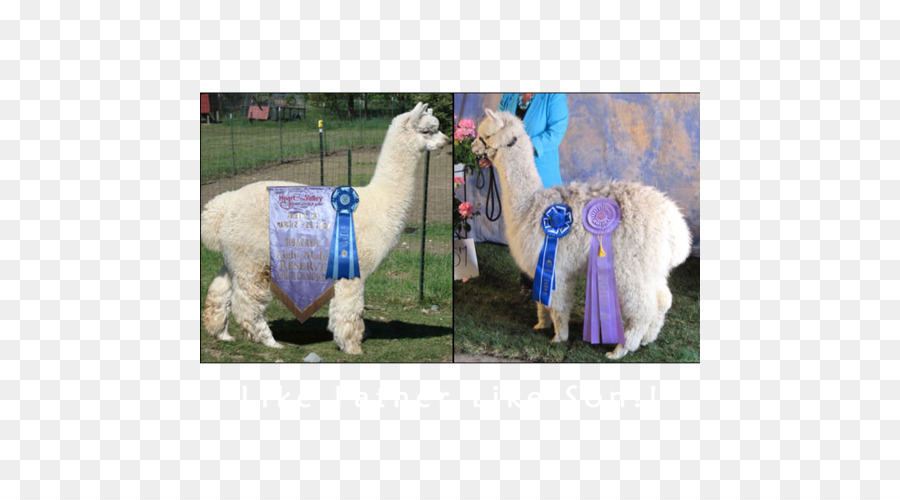 Llama，Alpaca PNG